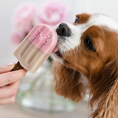 Dog licking a strawberry popsicle