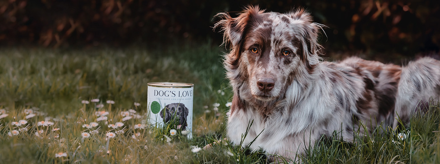 Ein Hund in einer grünen Wiese neben dem eine DOG'S LOVE Dose Wild steht.