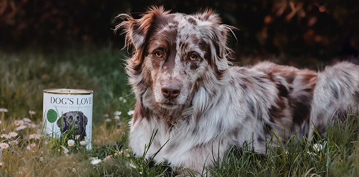 Ein Hund in einer grünen Wiese neben dem eine DOG'S LOVE Dose Wild steht.