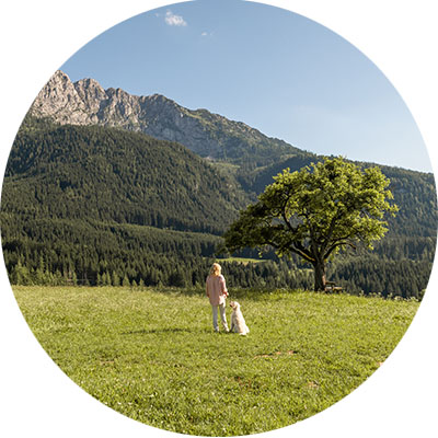 Landschaftsbild mit grüner Wiese, Bäumen und Bergen im Hintergrund