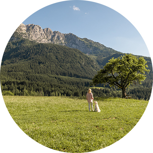 Landschaftsbild mit grünen Wiesen, Bäumen und Bergen im Hintergrund