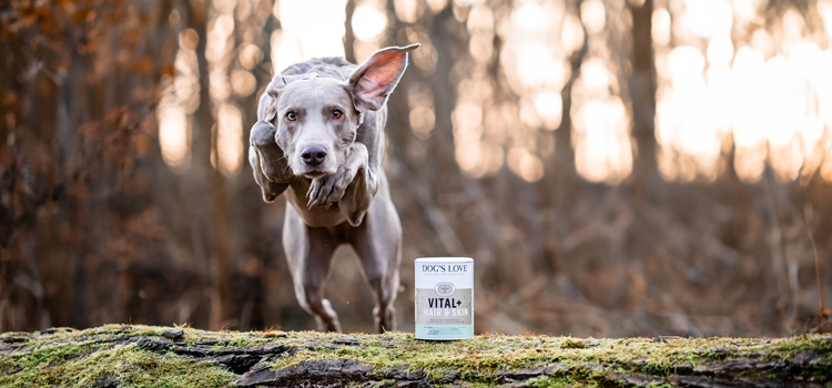 Hund springt über einen umgefallenen Baum und vor ihm Steht eine Dose Vital Hair & Skin Pulver