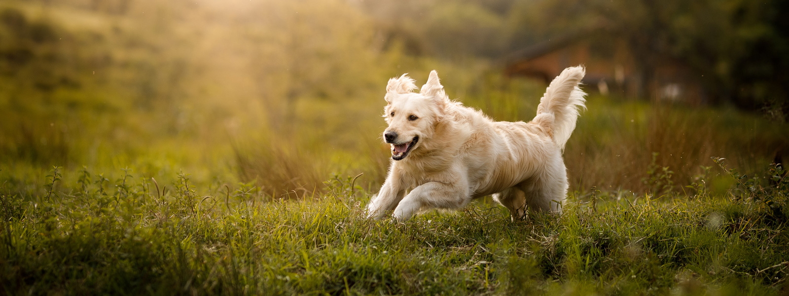 Hund der auf der Wiese läuft