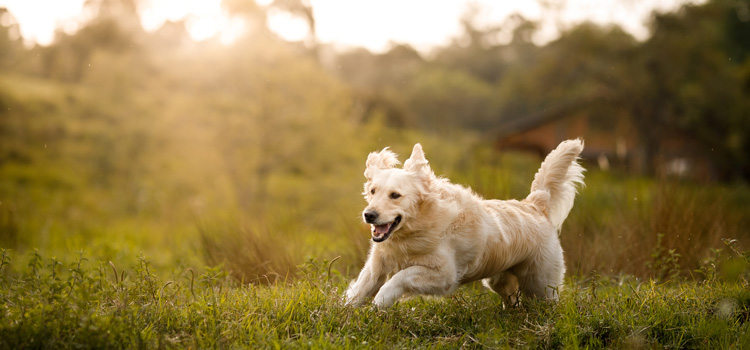 Hund der auf der Wiese läuft