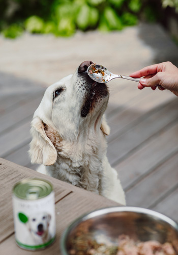 Nala die Hündin von Katharina wie sie gerade eine Dose DOG'S LOVE verkosten darf