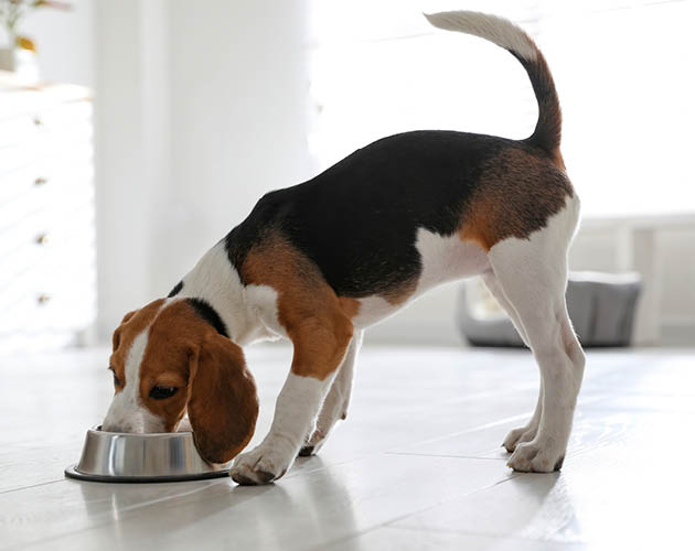 Hund frisst aus einer Hundeschüssel