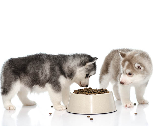 Zwei kleine Welpen essen von einem Futter Napf