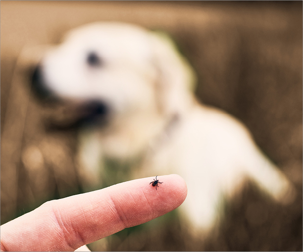 Eine Zecke auf einem Finger und ein Hund im Hintergrund