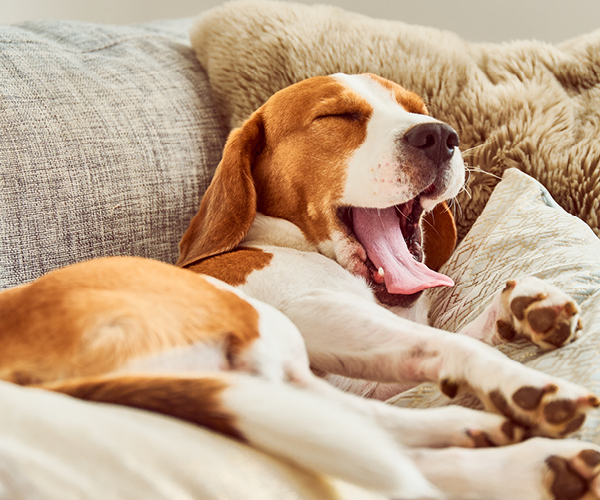 Ein Hund der Müde ist ubd gähnt