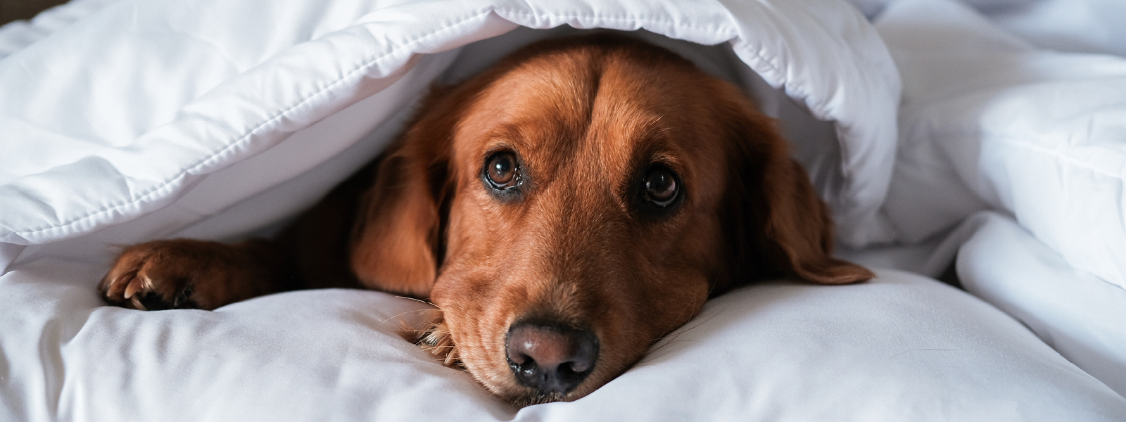 Ein Hund versteckt sich unter einer Decke