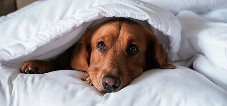 Ein Hund versteckt sich unter einer Decke