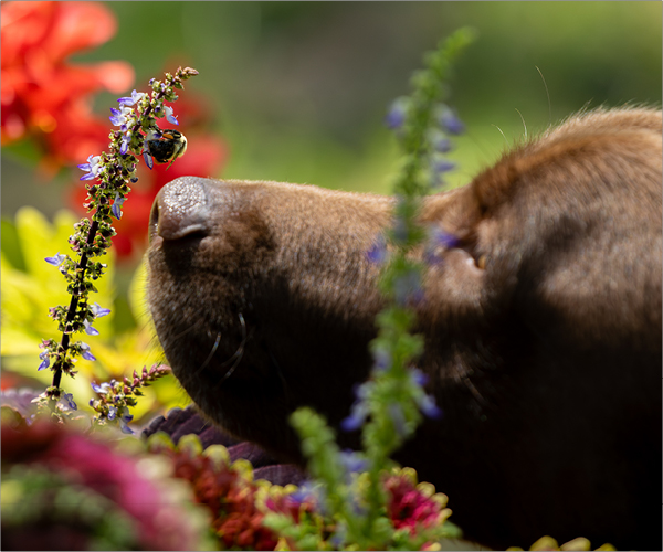 Ein Hund der an einer Blume schnüffelt auf der eine Biene sitzt.