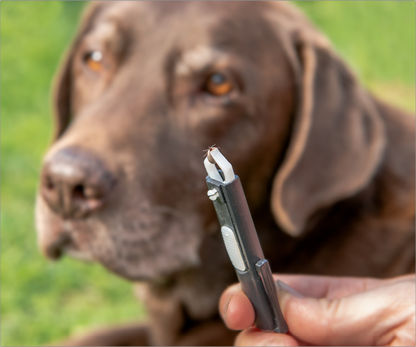 Eine Zecke wurde von einem Hund entfernt