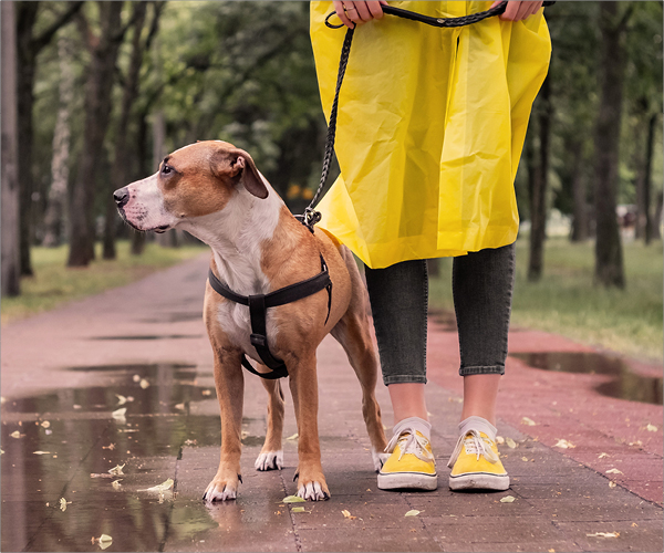Ein Hund der im Regen steht
