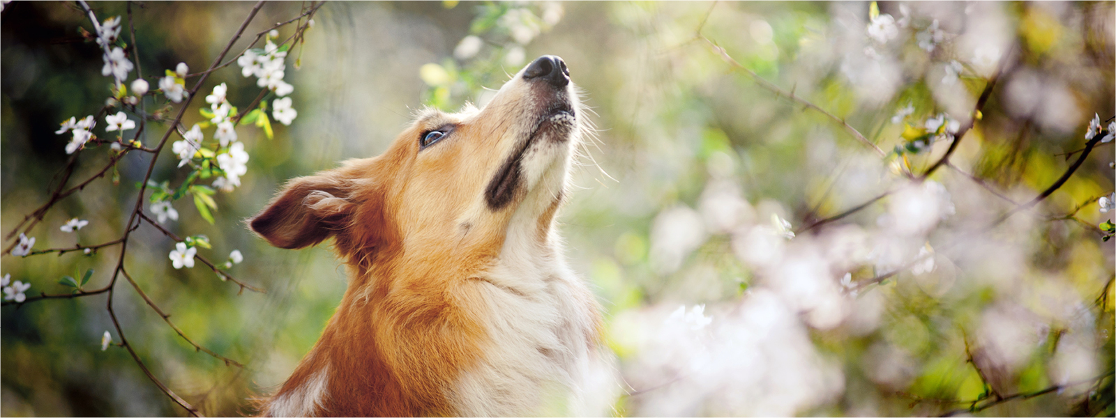 Ein Hund schaut einen blühenden Baum im Frühling an.
