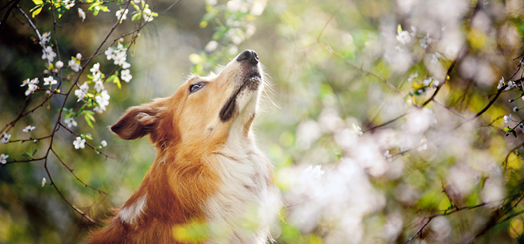 Ein Hund schaut einen blühenden Baum im Frühling an.