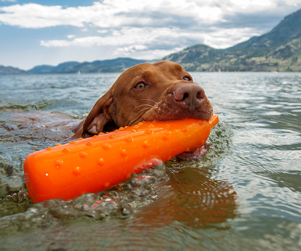 Ein Hund schwimmt mit einem Wasserspielzeug im Maul