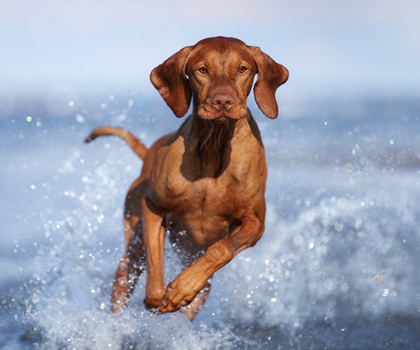 Ein Hund läuft durchs Wasser