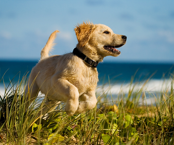 Ein kleiner Welpe am Meer in der Sonne