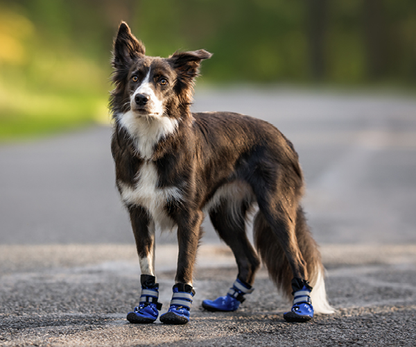 Ein Hund steht auf einem heißen Asphalt und hat einen Pfotenschutz an.