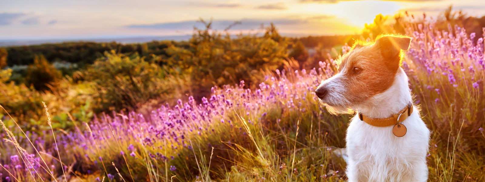 Ein Hund in der Sonne auf einer Wiese