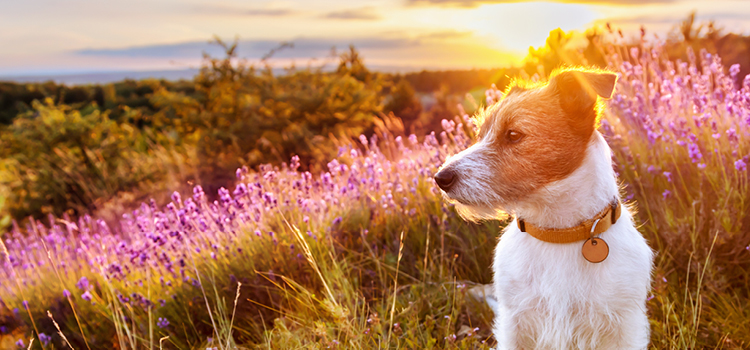Ein Hund in der Sonne auf einer Wiese
