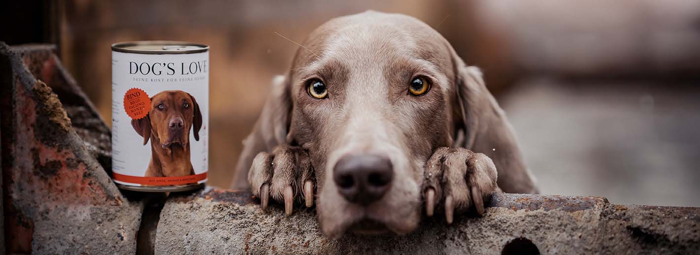 Hund der seinen Kopf auf einer alten Stange abgelegt hat und neben ihm steht eine DOG'S LOVE Dose Rind