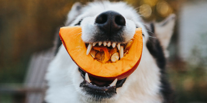 hund frisst einen kürbis