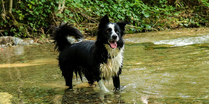 hund steht in einem fluss