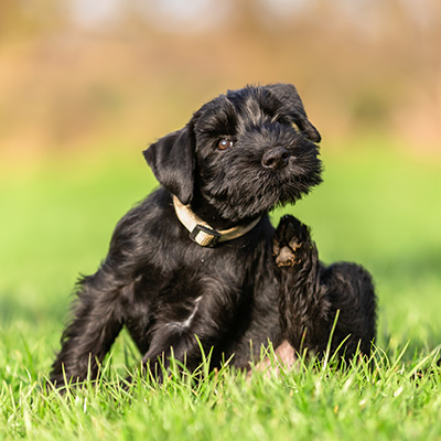 hund hat juckreiz und kratzt sich