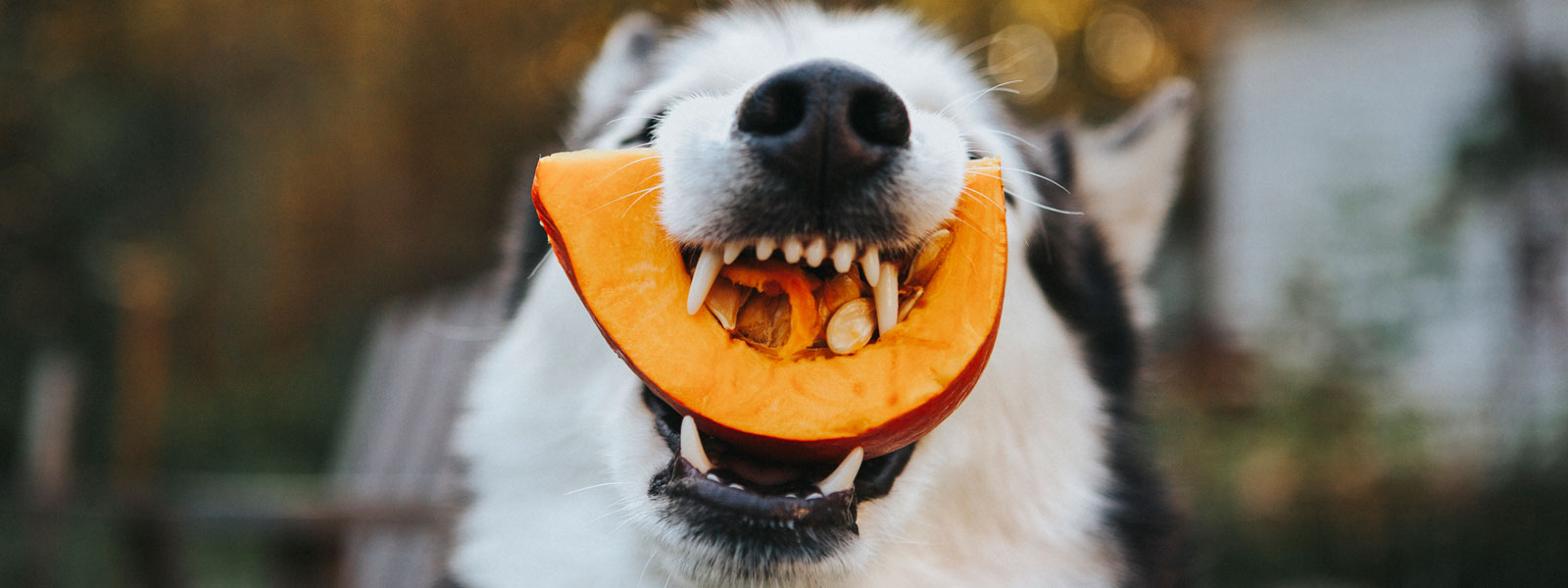 hund frisst einen kürbis