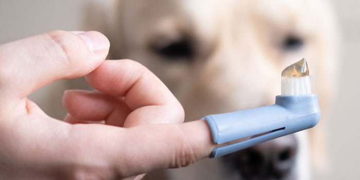 Ein Zeigefinger steckt in einer Fingerzahnbürste und es befindet sich Zahnpasta darauf und im Hintergrund sieht man einen Hund