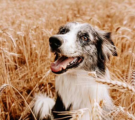 Hund liegt da und Oel wird vor ihm in eine Schale gefuellt.