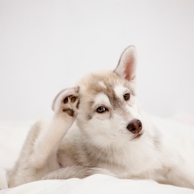 Hund kratzt sich wegen Grasmilben
