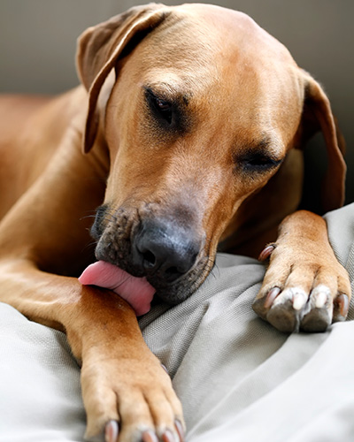 Hund schleckt sich die Pfote
