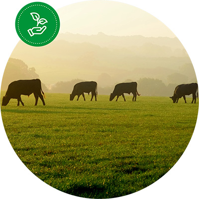 Four cattle grazing in a pasture