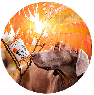 A dog standing under a tree holding a DOG'S LOVE product