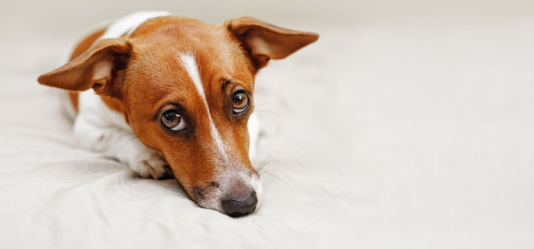 Hund liegt auf einem Leintuch