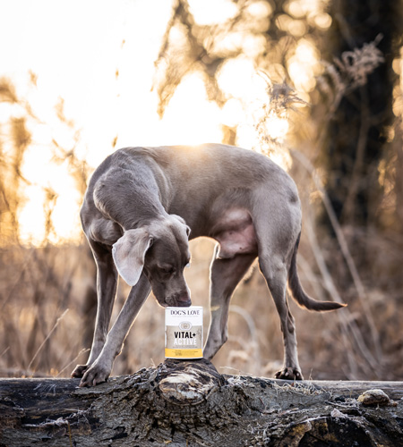 A dog stands on a fallen tree and smells a can of DOG'S LOVE Vital Powder