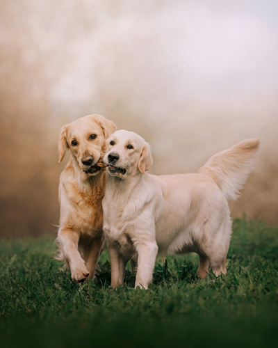 Two dogs nibbling on a snack at the same time