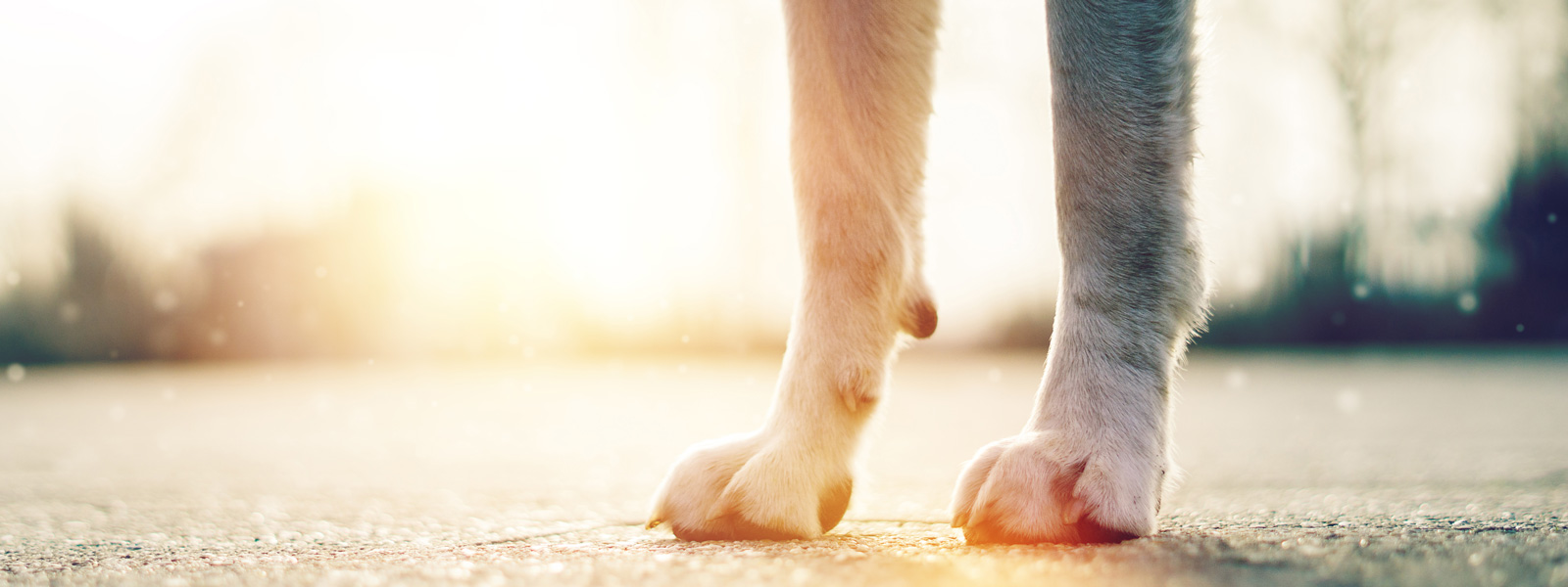 Dog paws standing on tarmac and the sun shining in the background