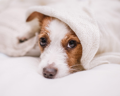 Hund liegt draußen auf dem Boden und hinter ihm lehnt ein Fahrrad an der Wand