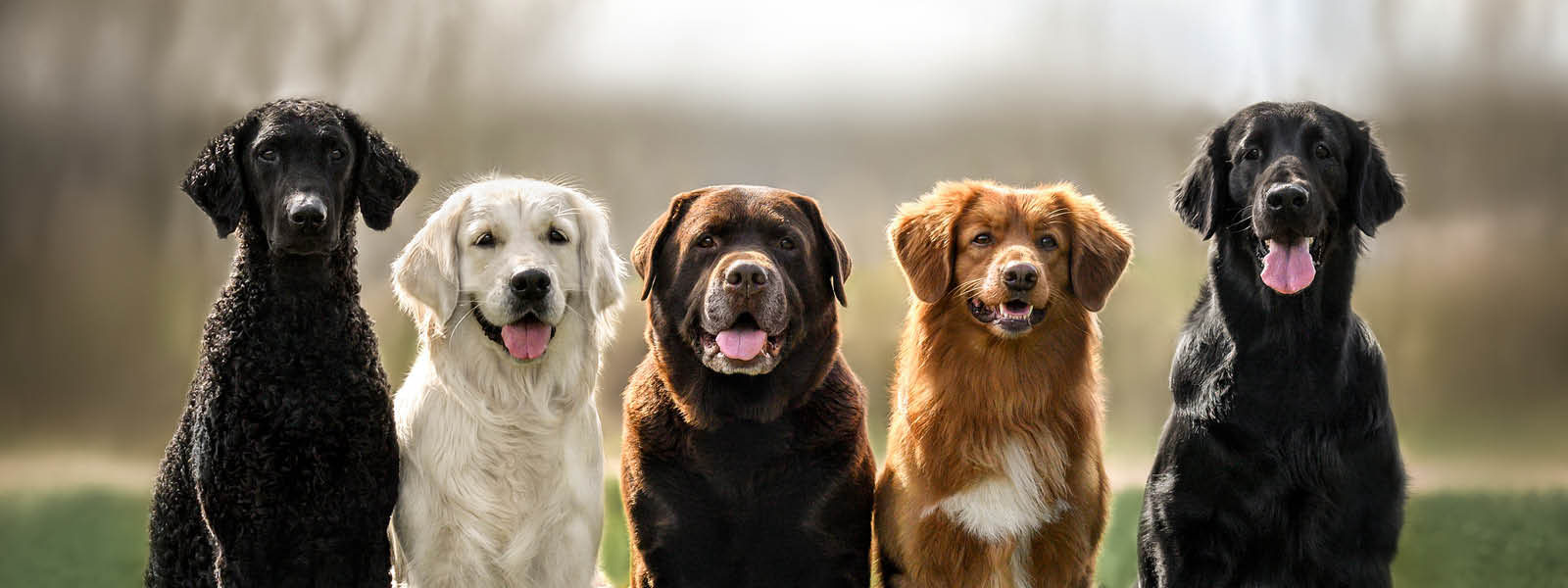 Several dog breeds sitting next to each other