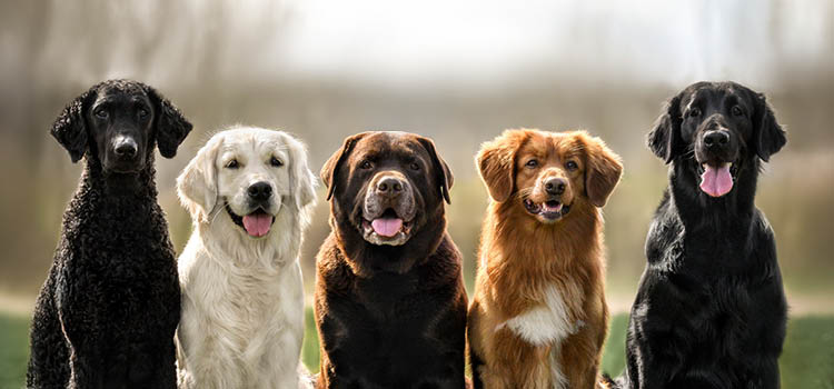 Several dog breeds sitting next to each other