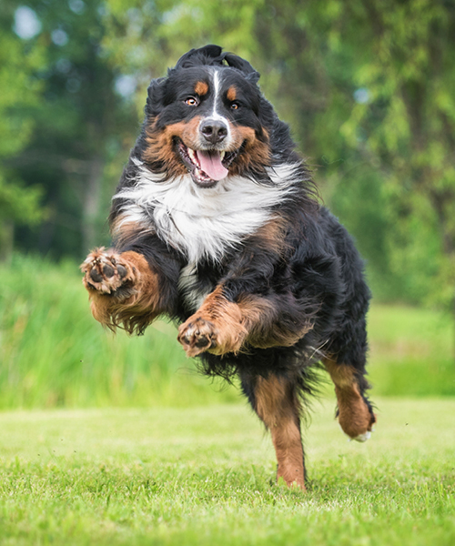 A dog runs on a meadow