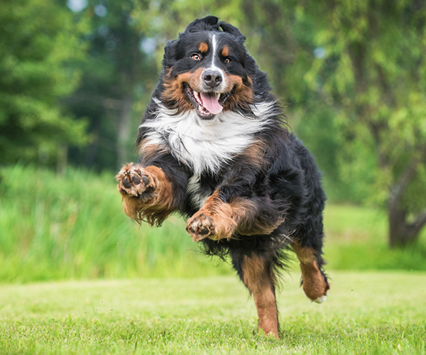 A dog runs on a meadow