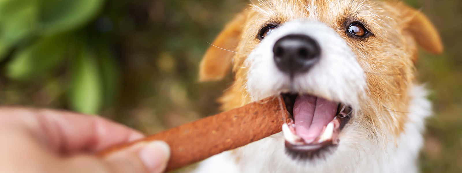 A dog gets a treat