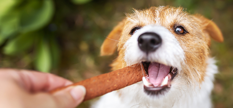 A dog gets a treat
