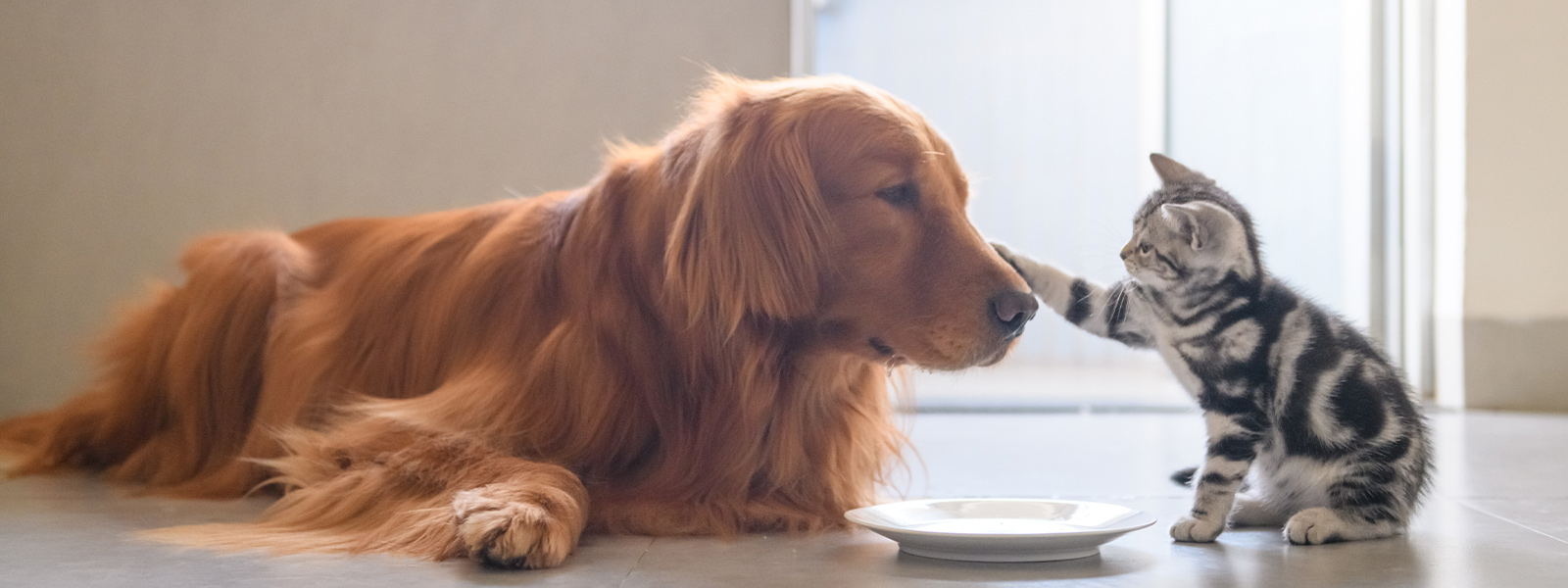 hund und katze sitzen neben einem leeren Teller