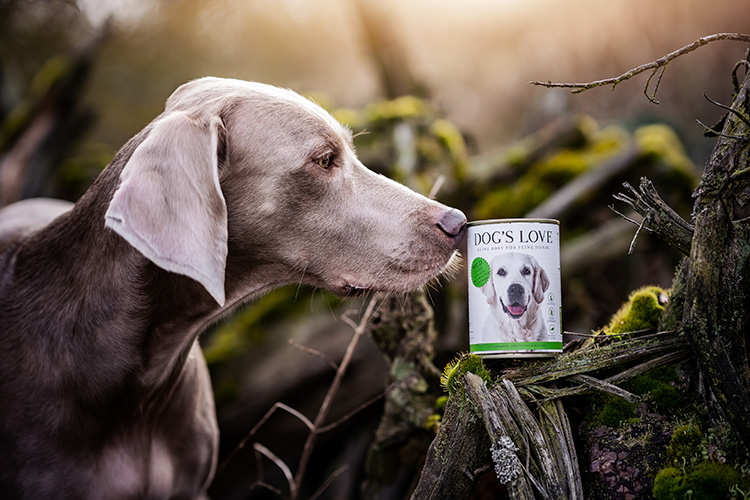 A dog in the forest sniffing at a can on a branch overgrown with moss.